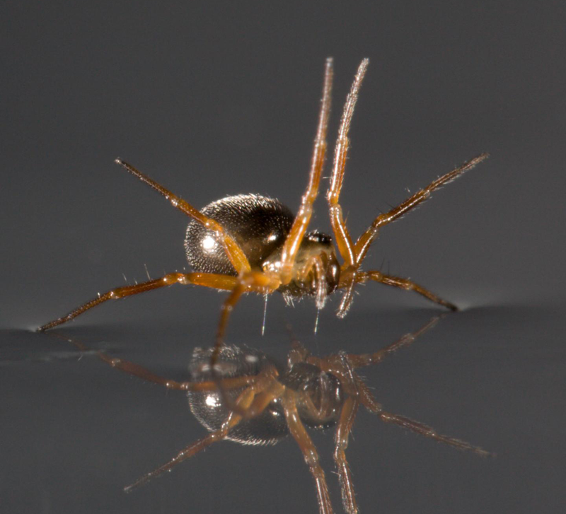 Illustration for article titled Spiders Sail Across Water to Colonize the World